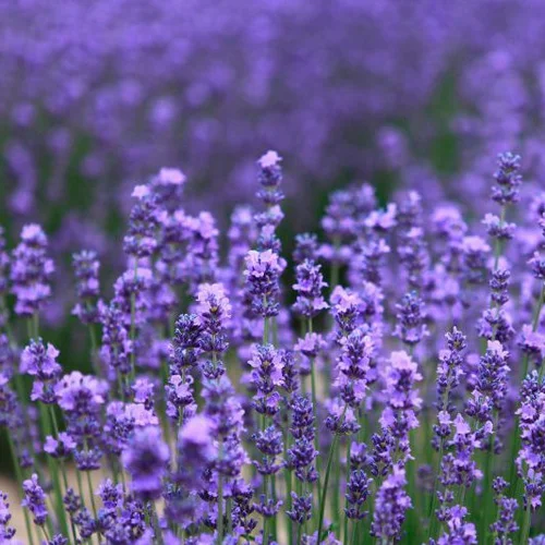 Óleo Essencial de Alfazema