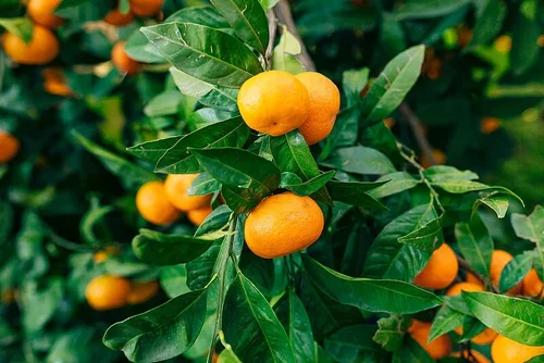Óleo Essencial de Mandarina